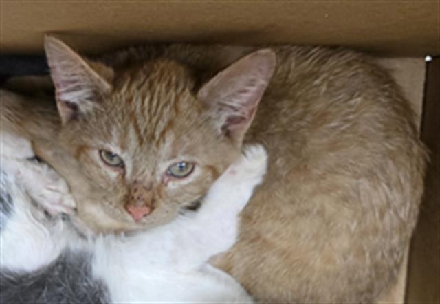 Adoptable Cat