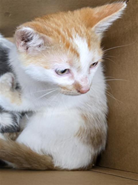 Adoptable Cat
