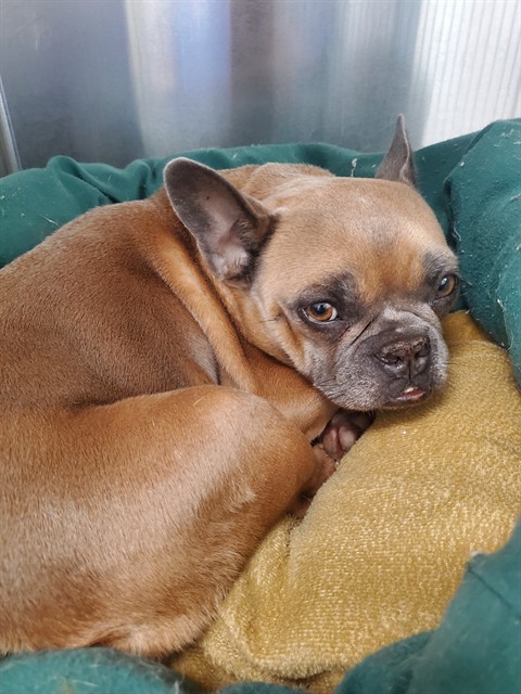 Adoptable Dog
