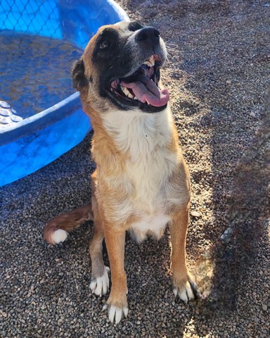 Bindi
