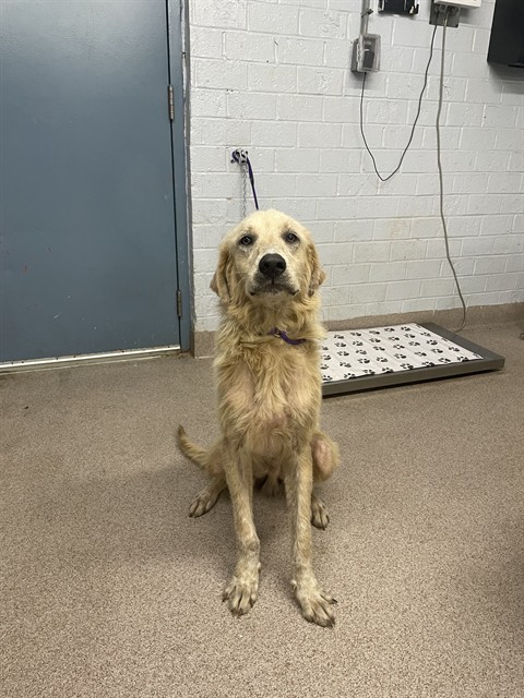 Adoptable Dog