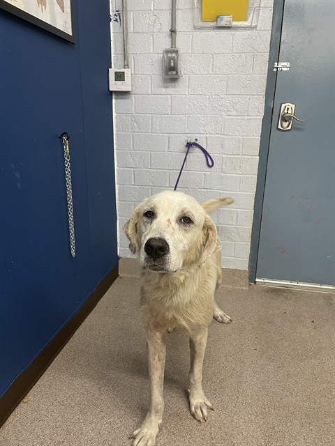 Adoptable Dog