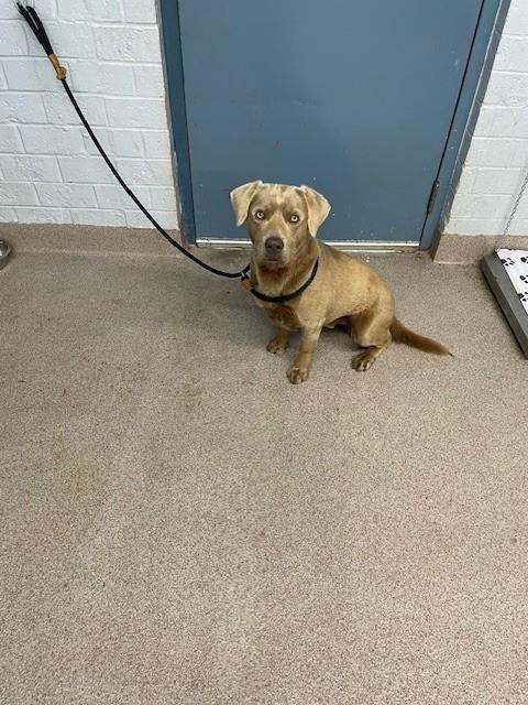 Apollo