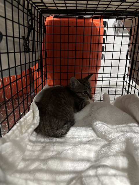 Adoptable Cat