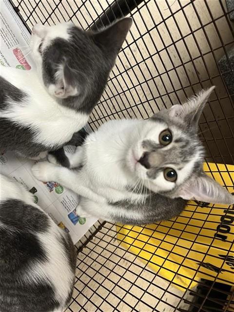 Adoptable Cat