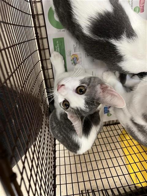 Adoptable Cat