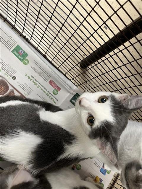 Adoptable Cat