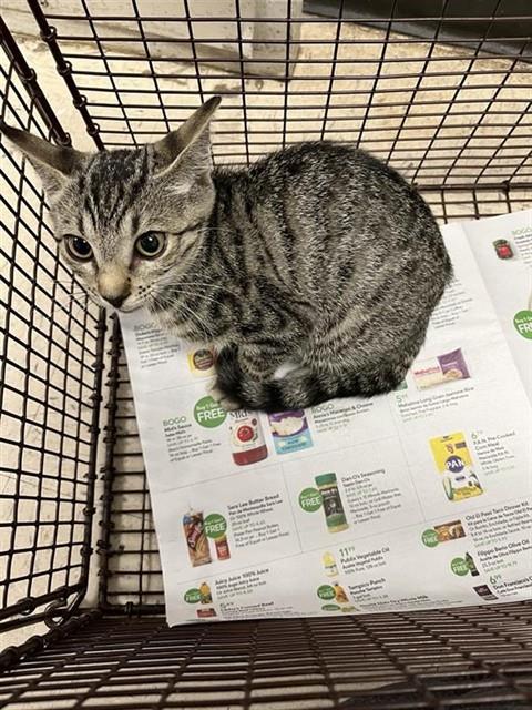 Adoptable Cat