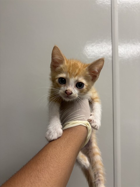 Oliver