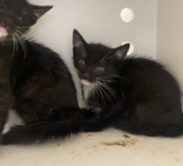 Needs A Foster