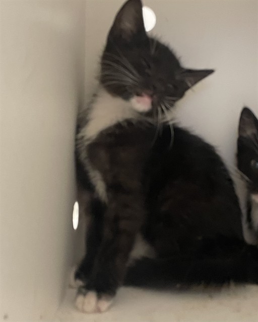 Needs A Foster