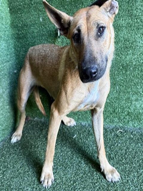 Adoptable Dog
