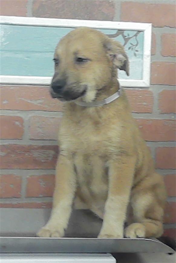 Adoptable Dog