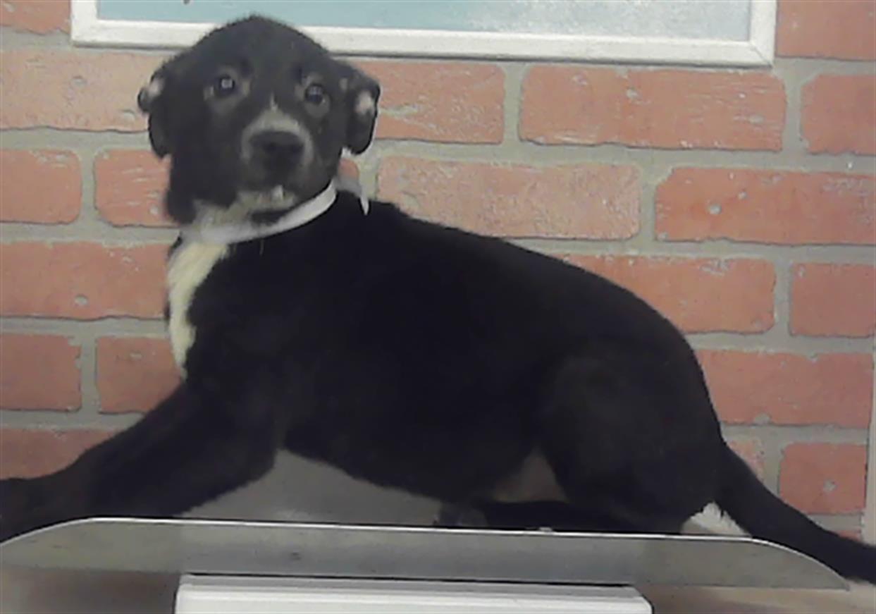 Adoptable Dog