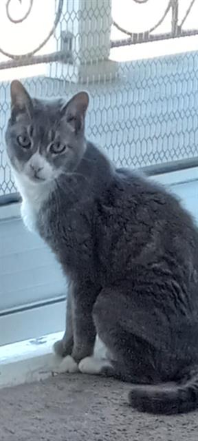 Lulu