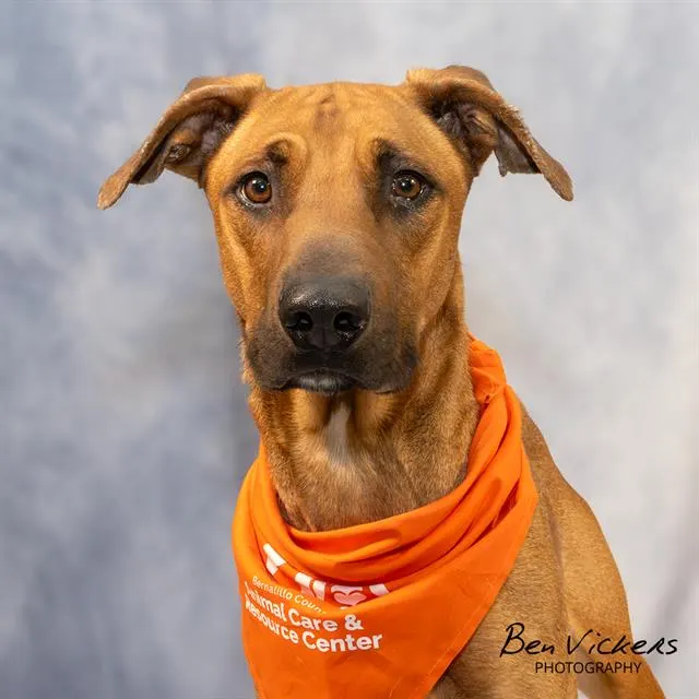 Johnny Bravo
