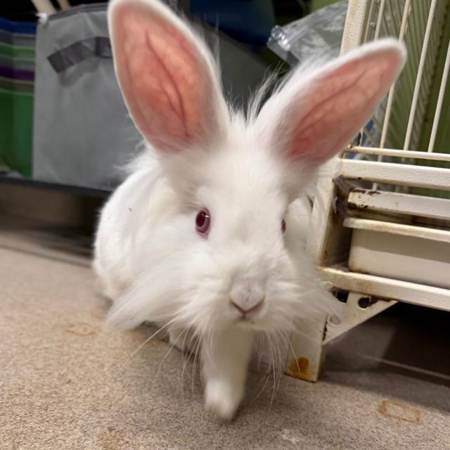 Thumper