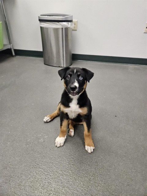 Delilah