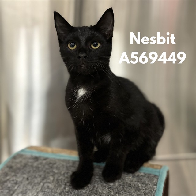 Nesbit
