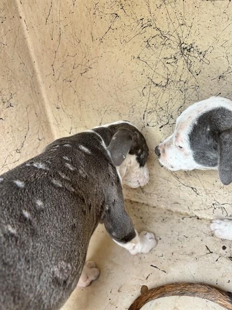 Adoptable Dog