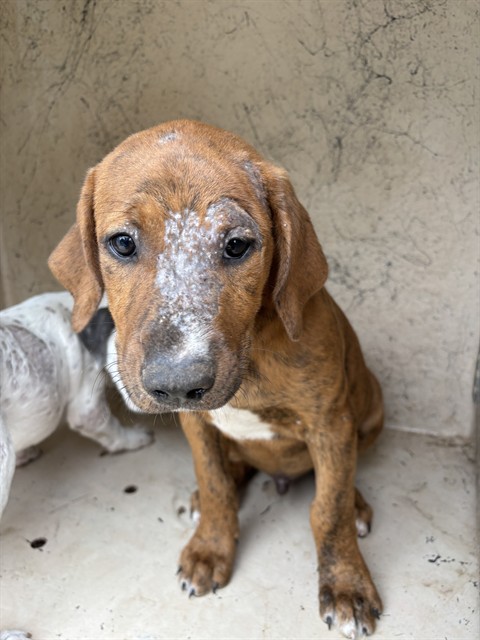 Adoptable Dog