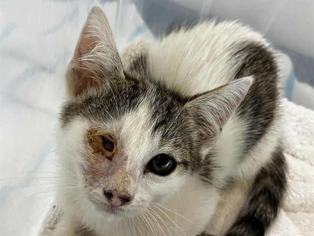 Adoptable Cat