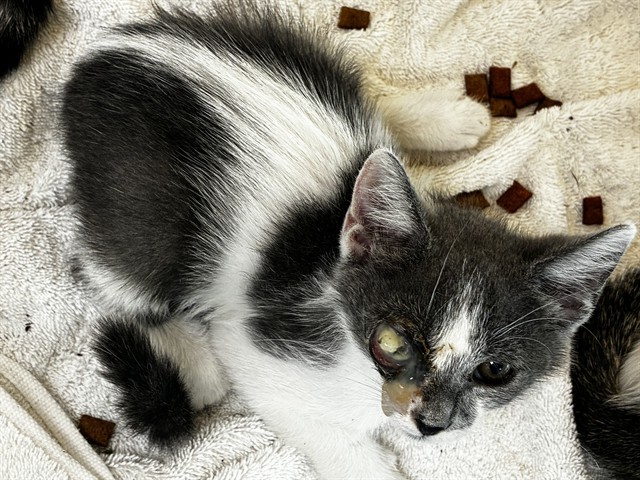 Adoptable Cat