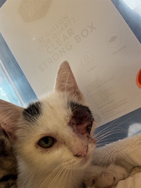Adoptable Cat