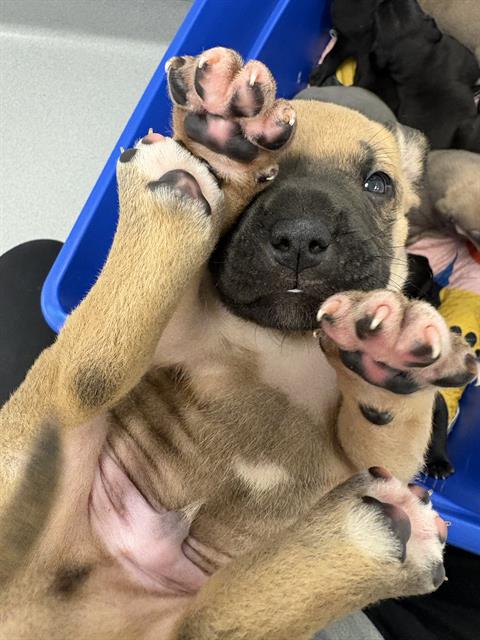 Oscar