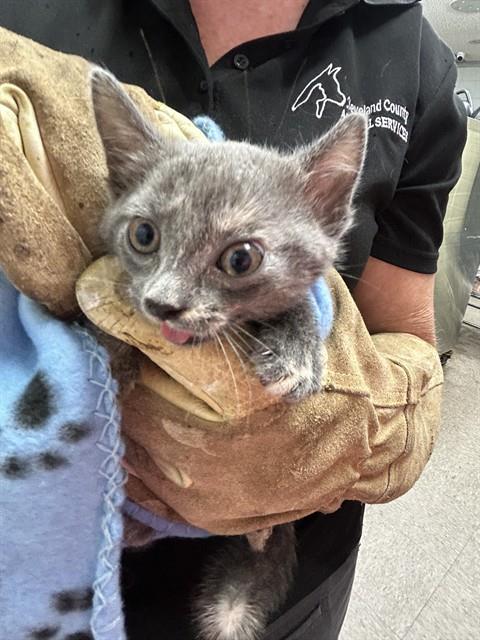 Adoptable Cat