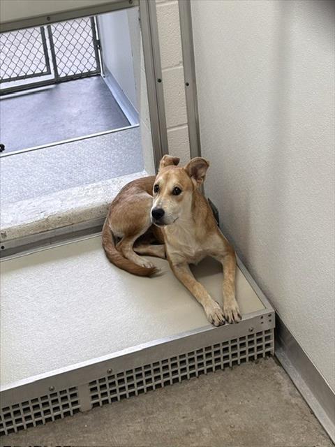 Adoptable Dog