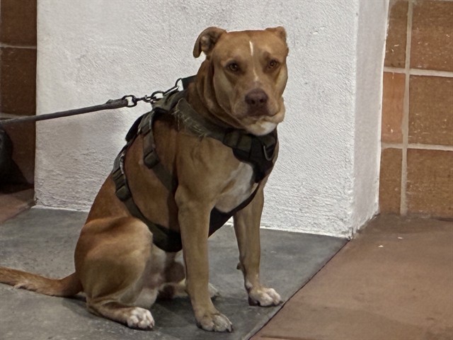 Dozer
