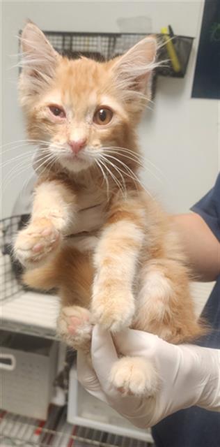 Adoptable Cat