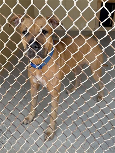 Adoptable Dog