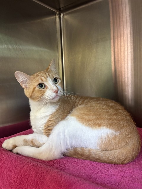 Adoptable Cat