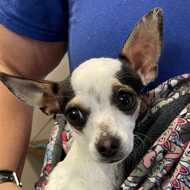 Adoptable Dog