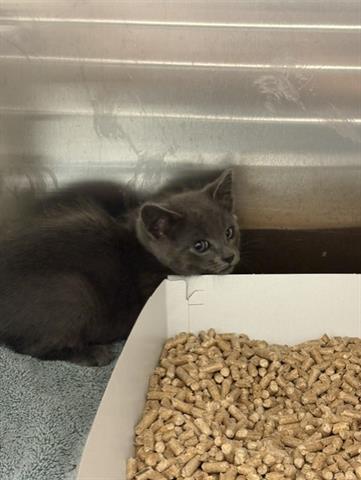 Adoptable pet