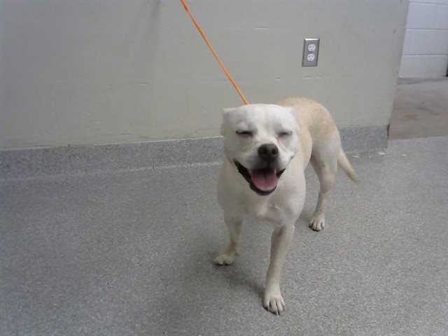 Adoptable Dog