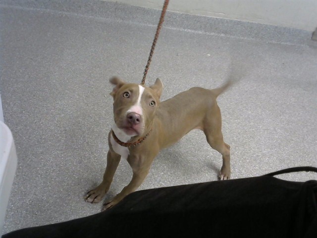 Adoptable Dog