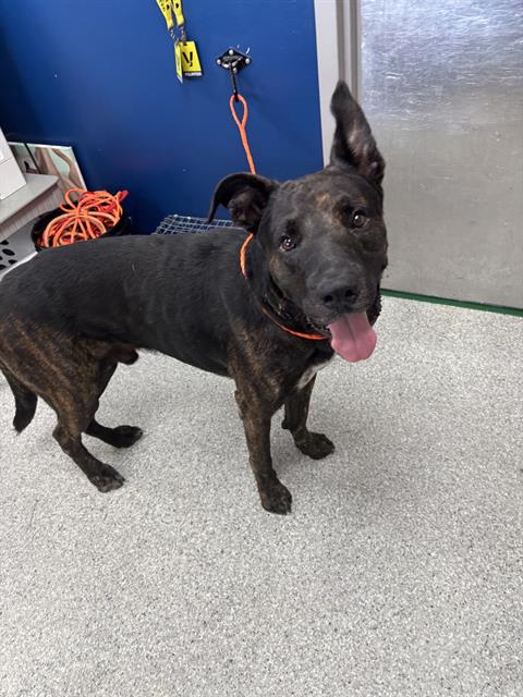 Adoptable Dog