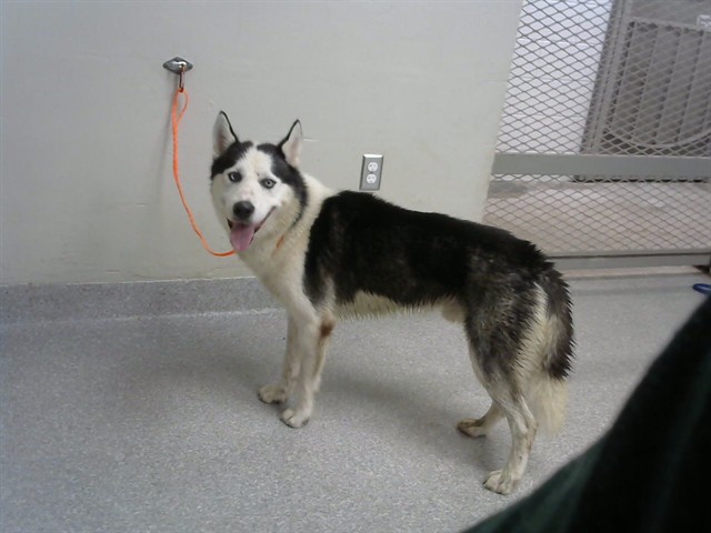 Adoptable Dog