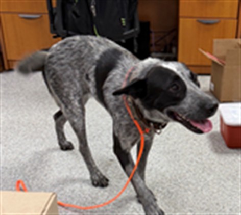 Adoptable Dog