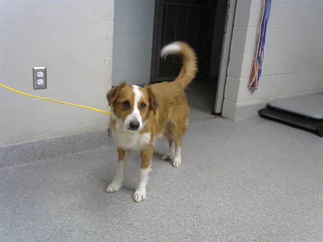 Adoptable Dog