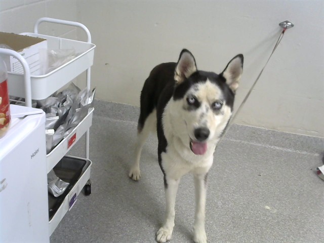 Adoptable Dog
