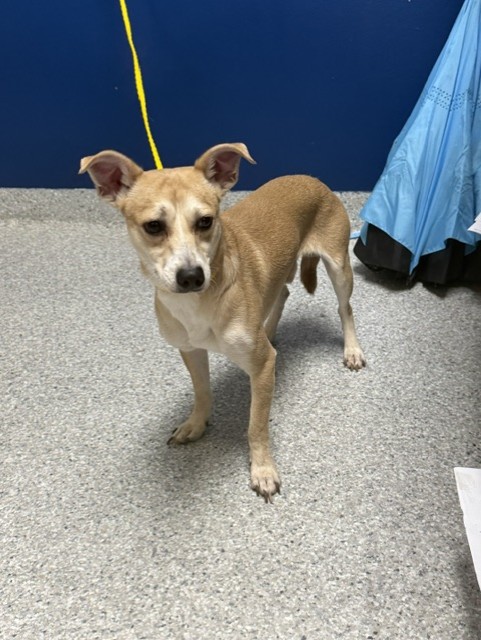 Adoptable Dog