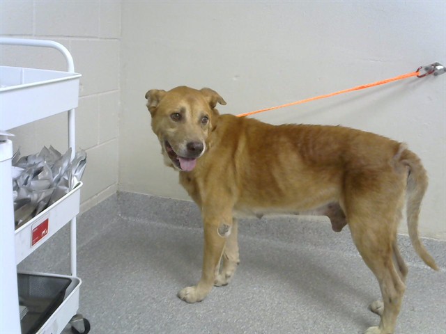 Adoptable Dog