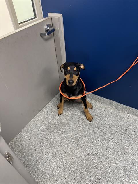 Adoptable Dog