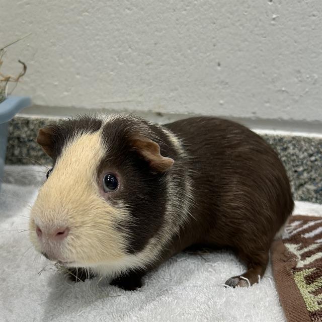 Nibbles