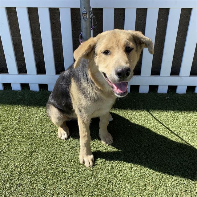 Adoptable Dog
