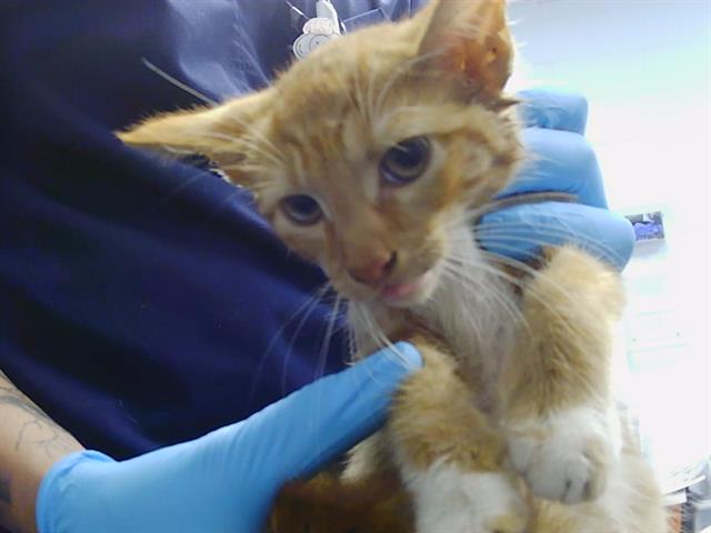 Adoptable Cat